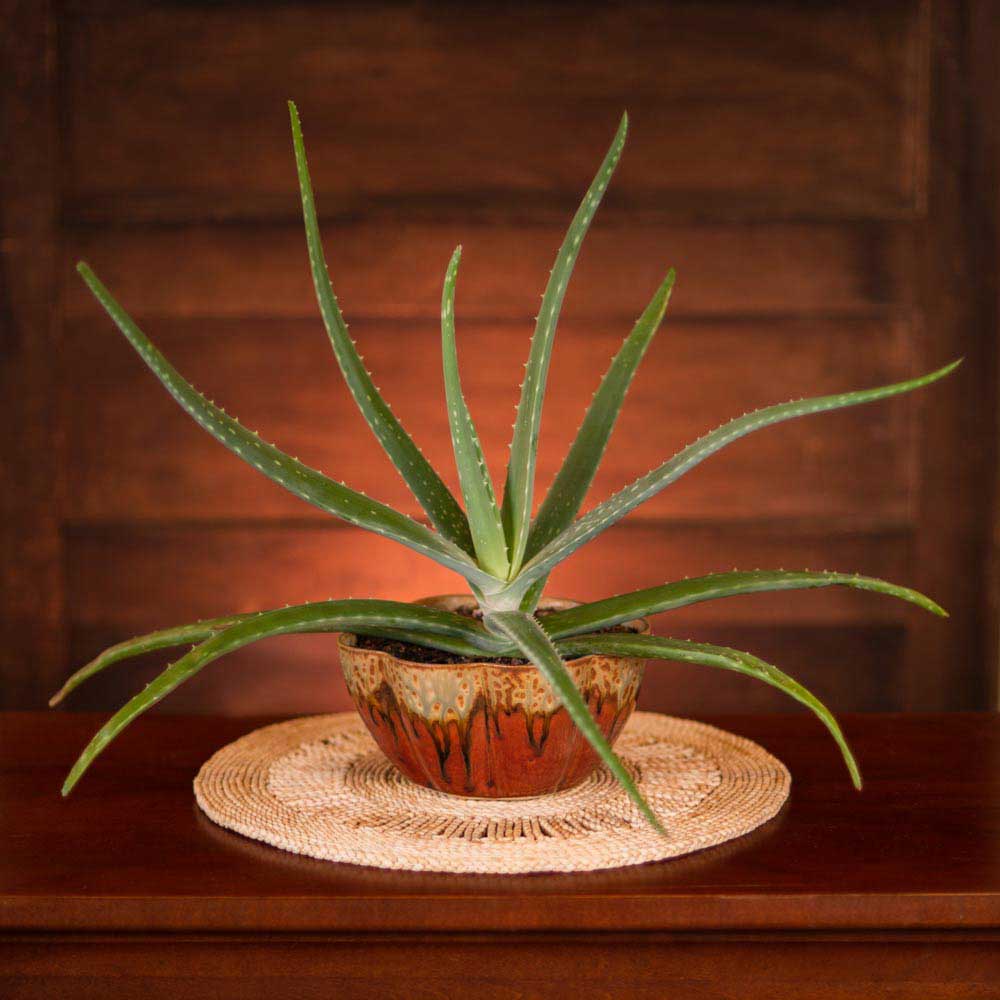 Medium 56 oz. Flower Shaped Ceramic Bowl